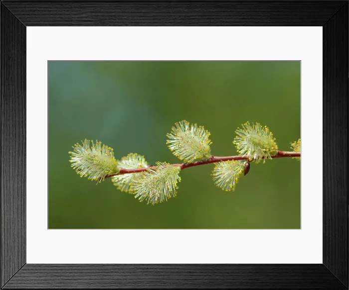 Framed Print : Male Willow (Salix sp.) catkin, Belair Provincial Forest, Manitoba, Canada Framed Print : Male Willow (Salix sp.) catkin, Belair Provincial Forest, Manitoba, Canada