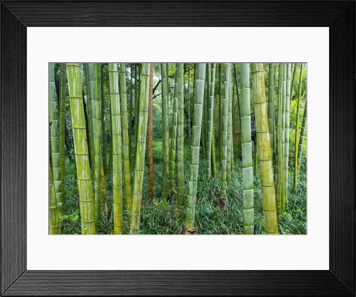 Framed Print : Bamboo forest, Hangzhou, China Framed Print : Bamboo forest, Hangzhou, China