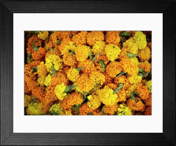 Framed Print : Marigolds, Luang Prabang (ancient capital of Laos on the Mekong river), Laos Framed Print : Marigolds, Luang Prabang (ancient capital of Laos on the Mekong river), Laos