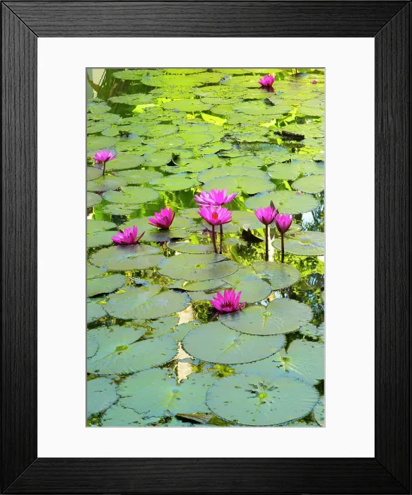 Framed Print : Lily pond, Luang Prabang (ancient capital of Laos on the Mekong river), Laos Framed Print : Lily pond, Luang Prabang (ancient capital of Laos on the Mekong river), Laos