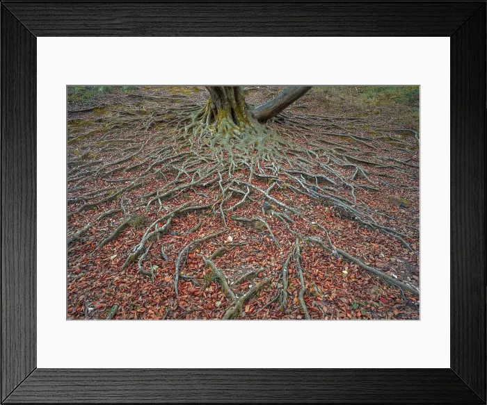 Framed Print : europe, Italy, Veneto. The roots of the big beech, il grande faggio, on the footpath of the water, la via dell´acqua, near to Cison di Valmarino Framed Print : europe, Italy, Veneto. The roots of the big beech, il grande faggio, on the footpath of the water, la via dell´acqua, near to Cison di Valmarino