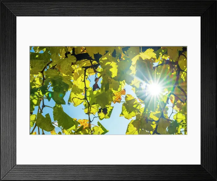 Framed Print : europe, Italy, Veneto. in the Prosecco hills of Conegliano and Valdobbiadene in autumn Framed Print : europe, Italy, Veneto. in the Prosecco hills of Conegliano and Valdobbiadene in autumn