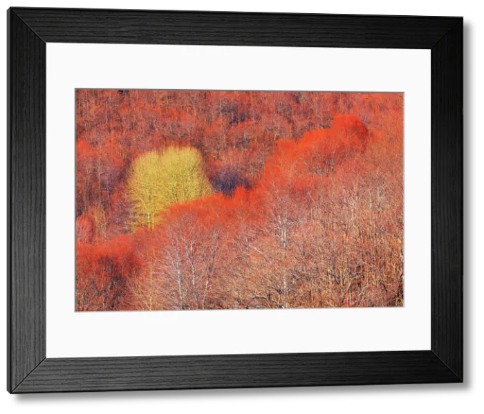 Framed Print : Etna National Park forest, Etna, Sicily, Italy Framed Print : Etna National Park forest, Etna, Sicily, Italy