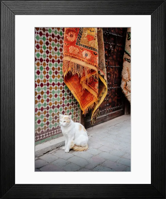 Framed Print : Cat and carpets, Marrakech, Morocco Framed Print : Cat and carpets, Marrakech, Morocco