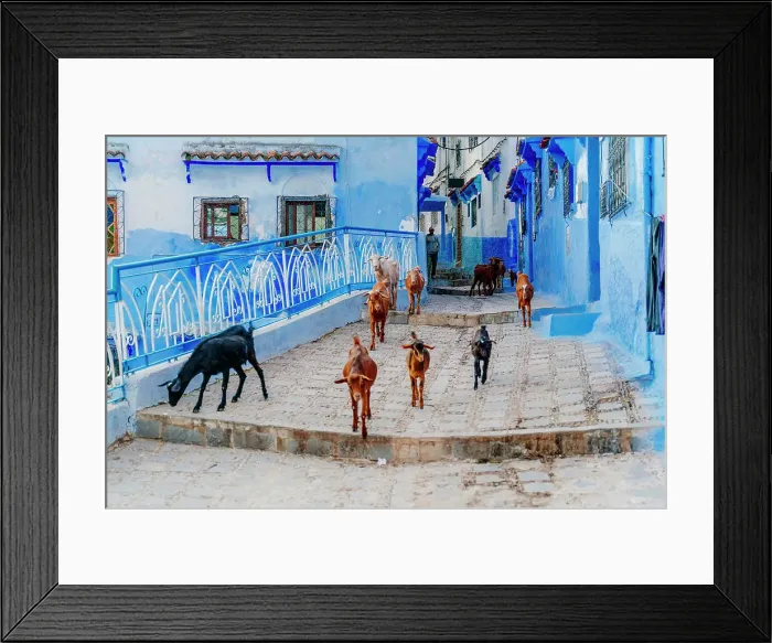 Framed Print : goats on the streets of Chefchaouen, the Blue City in Morocco, North Africa