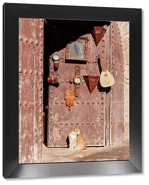 Cat by a door in Essaouira, Morocco