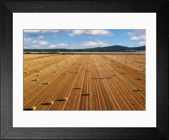 Framed Print : Hay bales near Weddersleben, Harz, Saxony-Anhalt, Germany Framed Print : Hay bales near Weddersleben, Harz, Saxony-Anhalt, Germany