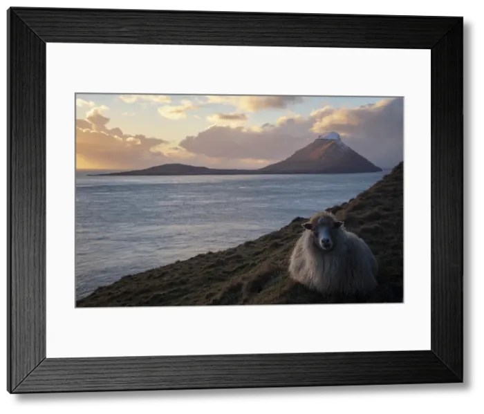 Framed Print : A sheep sitting on the grass. In the background the island of Koltur. Faroe Islands