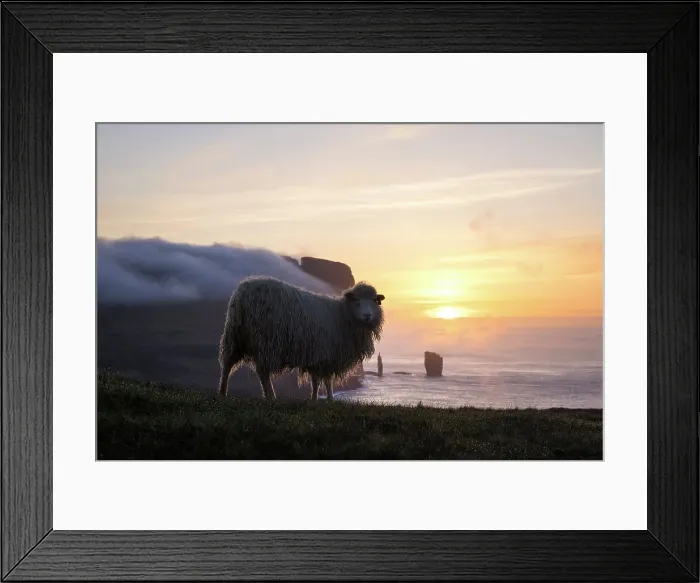 Framed Print : A sheep standing in front of Rising and Kellingin sea stacks at sunset. Island of Eysturoy. Faroe Islands Framed Print : A sheep standing in front of Rising and Kellingin sea stacks at sunset. Island of Eysturoy. Faroe Islands
