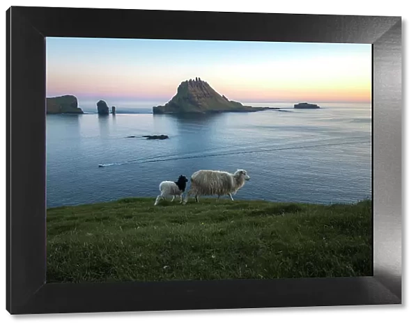 A sheep and a lamb walking along the coast on a bright evening. In the background Tindholmur islet and Drandarnir sea stacks. Island of Vagar. Faroe Islands