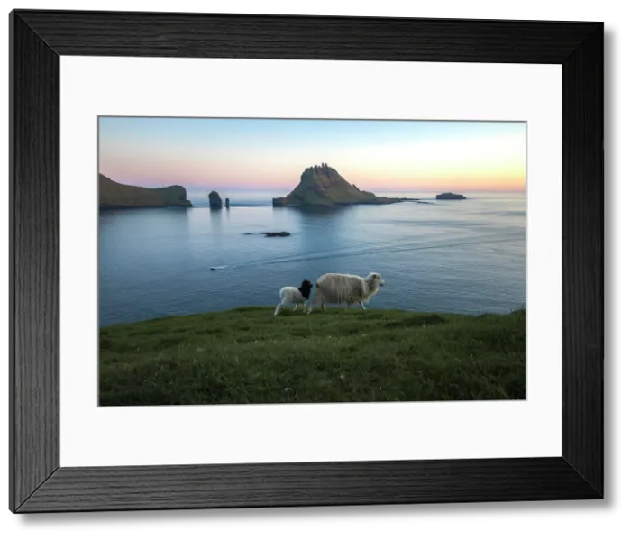 Framed Print : A sheep and a lamb walking along the coast on a bright evening. In the background Tindholmur islet and Drandarnir sea stacks. Island of Vagar. Faroe Islands Framed Print : A sheep and a lamb walking along the coast on a bright evening. In the background Tindholmur islet and Drandarnir sea stacks. Island of Vagar. Faroe Islands