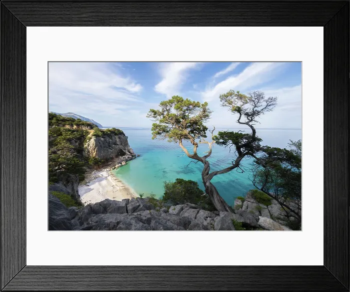 Framed Print : A juniper on the coast of Cala Fuili. Sardinia. Italy Framed Print : A juniper on the coast of Cala Fuili. Sardinia. Italy