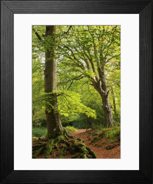 Framed Print : Deciduous woodland near Burley in the New Forest National Park, Hampshire, England. Autumn (October) 2018 Framed Print : Deciduous woodland near Burley in the New Forest National Park, Hampshire, England. Autumn (October) 2018
