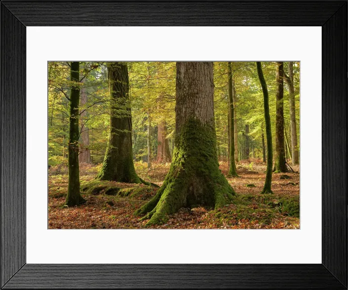 Framed Print : Autumnal colours on a sunny morning near Rhinefield Ornamental Drive in the New Forest National Park, Hampshire, England. Autumn (October) 2018 Framed Print : Autumnal colours on a sunny morning near Rhinefield Ornamental Drive in the New Forest National Park, Hampshire, England. Autumn (October) 2018