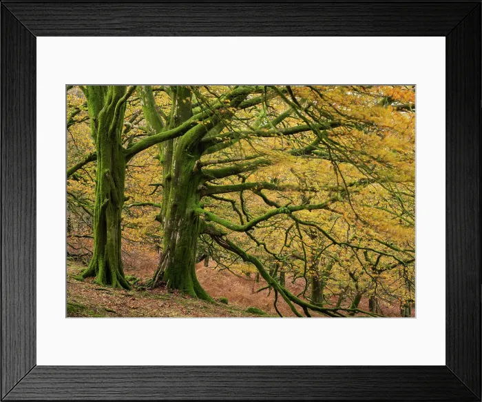 Framed Print : Moss covered beech trees with golden leaves, Dartmoor National Park, Devon, England. Autumn (November) 2018 Framed Print : Moss covered beech trees with golden leaves, Dartmoor National Park, Devon, England. Autumn (November) 2018
