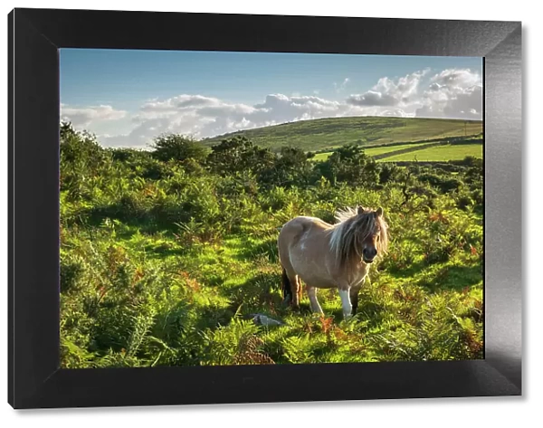 Shetland pony grazing on moorland, Bodmin Moor, Altarnun, Cornwall, England. Autumn (September) 2022