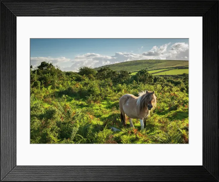 Framed Print : Shetland pony grazing on moorland, Bodmin Moor, Altarnun, Cornwall, England. Autumn (September) 2022 Framed Print : Shetland pony grazing on moorland, Bodmin Moor, Altarnun, Cornwall, England. Autumn (September) 2022