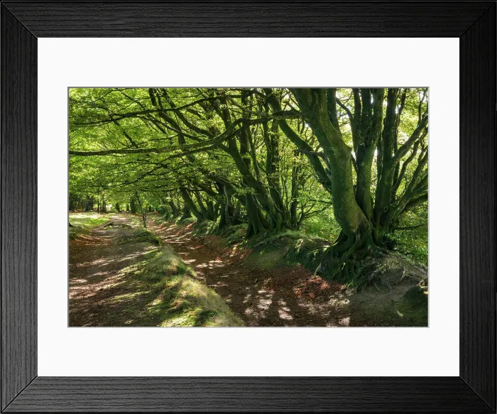 Framed Print : Beech trees along the Drove Road near Triscombe Stone in the Quantocks, Somerset, England. Autumn (October) 2022 Framed Print : Beech trees along the Drove Road near Triscombe Stone in the Quantocks, Somerset, England. Autumn (October) 2022
