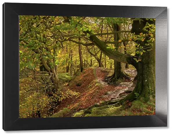 Autumnal woodland in Scaleber Wood, Yorkshire Dales National Park, Skipton, North Yorkshire, England. Autumn (November) 2022