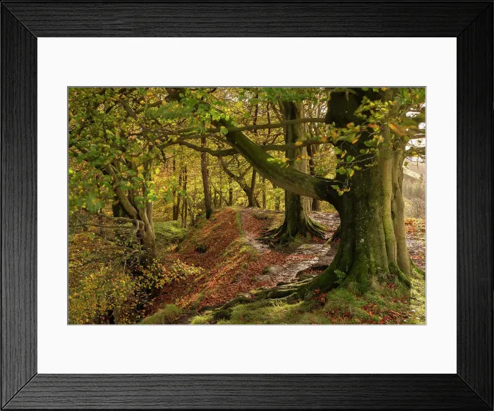 Framed Print : Autumnal woodland in Scaleber Wood, Yorkshire Dales National Park, Skipton, North Yorkshire, England. Autumn (November) 2022 Framed Print : Autumnal woodland in Scaleber Wood, Yorkshire Dales National Park, Skipton, North Yorkshire, England. Autumn (November) 2022