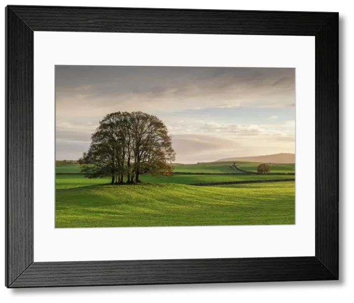 Framed Print : Copse of trees in a green field, Airton, Yorkshire Dales National Park, North Yorkshire, England. Autumn (November) 2022 Framed Print : Copse of trees in a green field, Airton, Yorkshire Dales National Park, North Yorkshire, England. Autumn (November) 2022