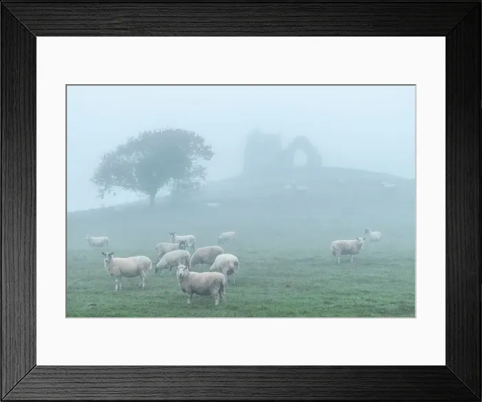 Framed Print : Sheep grazing below the ruins of St Michael's Church on Burrow Mump, Burrowbridge, Somerset, England. Winter (December) 2022 Framed Print : Sheep grazing below the ruins of St Michael's Church on Burrow Mump, Burrowbridge, Somerset, England. Winter (December) 2022