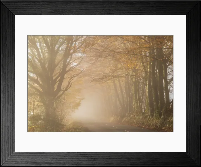 Framed Print : Country lane surrounded by colourful trees on a misty late autumn day, Wellington, Somerset, England. Autumn (December) 2022 Framed Print : Country lane surrounded by colourful trees on a misty late autumn day, Wellington, Somerset, England. Autumn (December) 2022