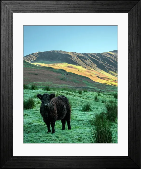 Framed Print : Cow standing in field, Lake District, Cumbria, England, UK Framed Print : Cow standing in field, Lake District, Cumbria, England, UK