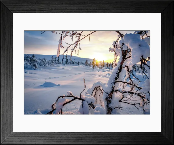 Framed Print : Frozen snowy tree branches lit by sun rays at dawn, Lapland, Finland Framed Print : Frozen snowy tree branches lit by sun rays at dawn, Lapland, Finland