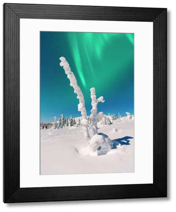 Framed Print : Lone frozen tree under the glowing green lights of the Aurora Borealis, Lapland, Finland
