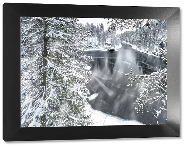 Snow storm over a forest and frozen river in winter, Myllykoski, Oulanka National Park, Kuusamo, Lapland, Finland