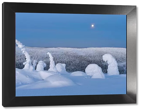 Full moon glowing over surreal ice sculptures of a snowy arctic forest at winter dusk, Lapland, Finland