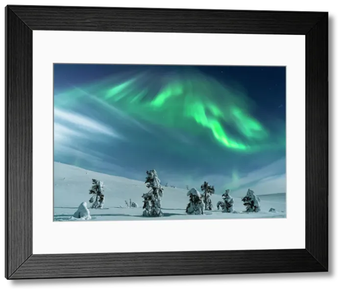 Framed Print : Frozen trees wrapped in snow under the bright Northern Lights sky, Lapland, Finland Framed Print : Frozen trees wrapped in snow under the bright Northern Lights sky, Lapland, Finland