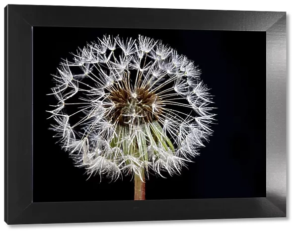 Dandelions flowers with black background