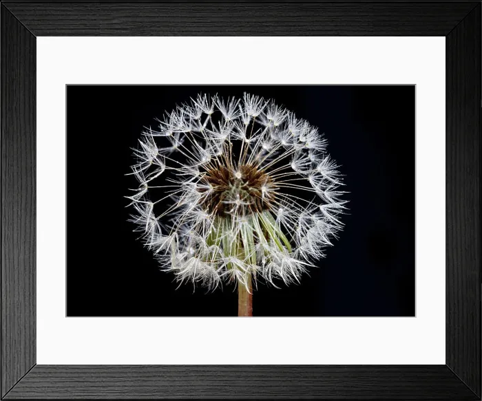 Framed Print : Dandelions flowers with black background Framed Print : Dandelions flowers with black background