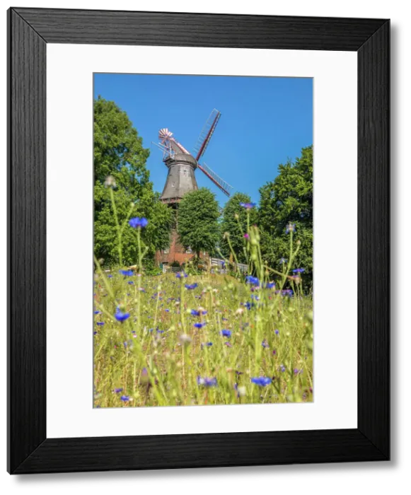 Framed Print : Mill on the wall with wildflower meadow, Bremen, Germany Framed Print : Mill on the wall with wildflower meadow, Bremen, Germany