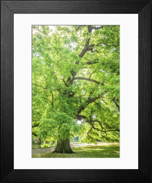 Framed Print : Park at the Wallanlagen, Bremen, Germany Framed Print : Park at the Wallanlagen, Bremen, Germany