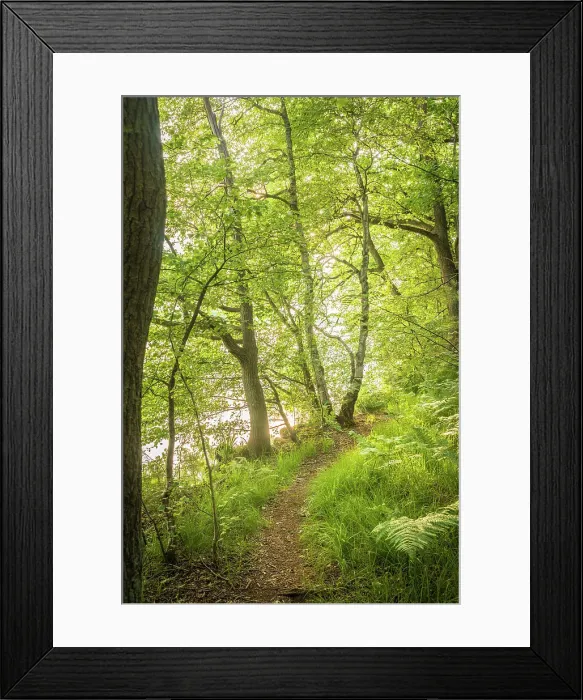 Framed Print : Riverside path in the Thuelsfeld Dam nature reserve, Emsland, Lower Saxony, Germany Framed Print : Riverside path in the Thuelsfeld Dam nature reserve, Emsland, Lower Saxony, Germany
