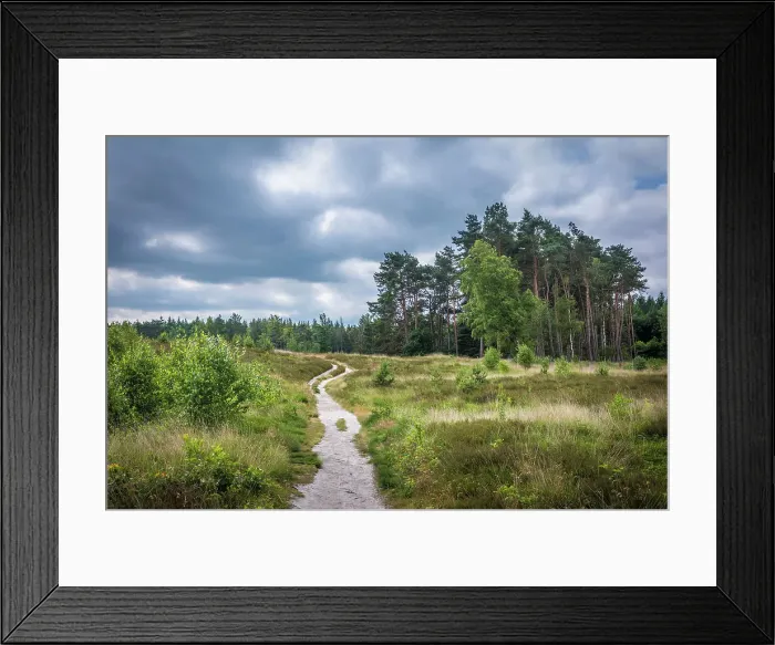 Framed Print : Hiking trail through the heathland in the Thuelsfeld Dam nature reserve, Emsland, Lower Saxony, Germany Framed Print : Hiking trail through the heathland in the Thuelsfeld Dam nature reserve, Emsland, Lower Saxony, Germany