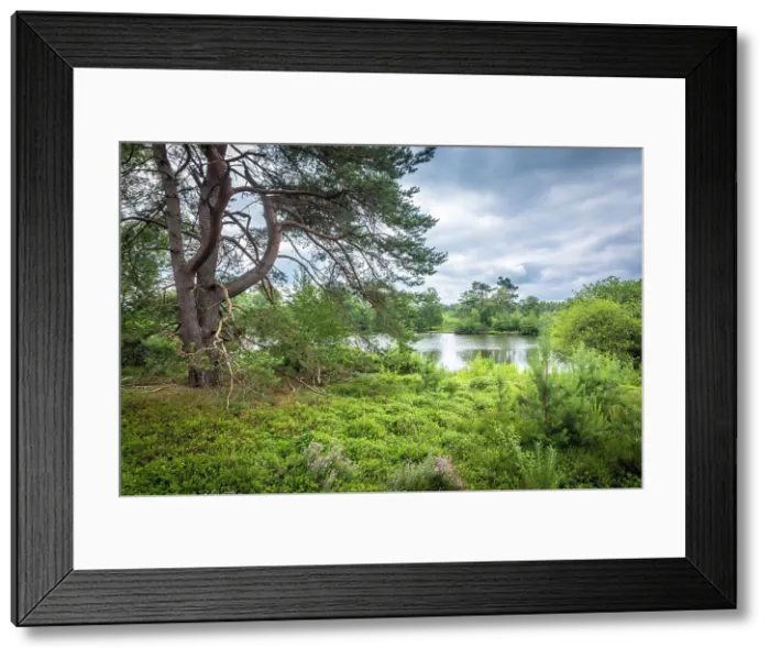 Framed Print : Heathland landscape in the Thuelsfeld Dam nature reserve, Emsland, Lower Saxony, Germany Framed Print : Heathland landscape in the Thuelsfeld Dam nature reserve, Emsland, Lower Saxony, Germany