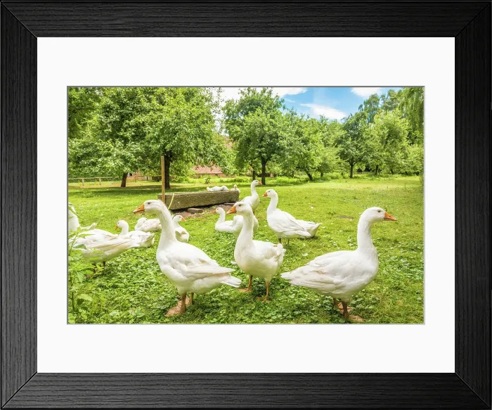 Framed Print : Cloppenburg Museum Village: Geese on the farm, Emsland, Lower Saxony, Germany Framed Print : Cloppenburg Museum Village: Geese on the farm, Emsland, Lower Saxony, Germany