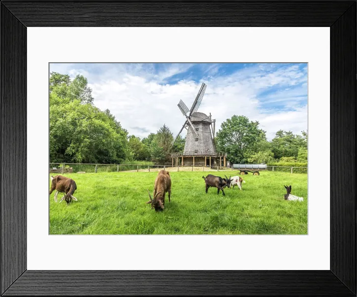 Framed Print : Cloppenburg Museum Village: Goats in front of the cap windmill from Bokel near Cappeln (Cloppenburg district), built in 1764, Emsland, Lower Saxony, Germany Framed Print : Cloppenburg Museum Village: Goats in front of the cap windmill from Bokel near Cappeln (Cloppenburg district), built in 1764, Emsland, Lower Saxony, Germany