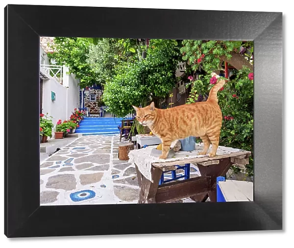 Cat at The Blue Street, Pythagoreio, Samos Island, North Aegean, Greece