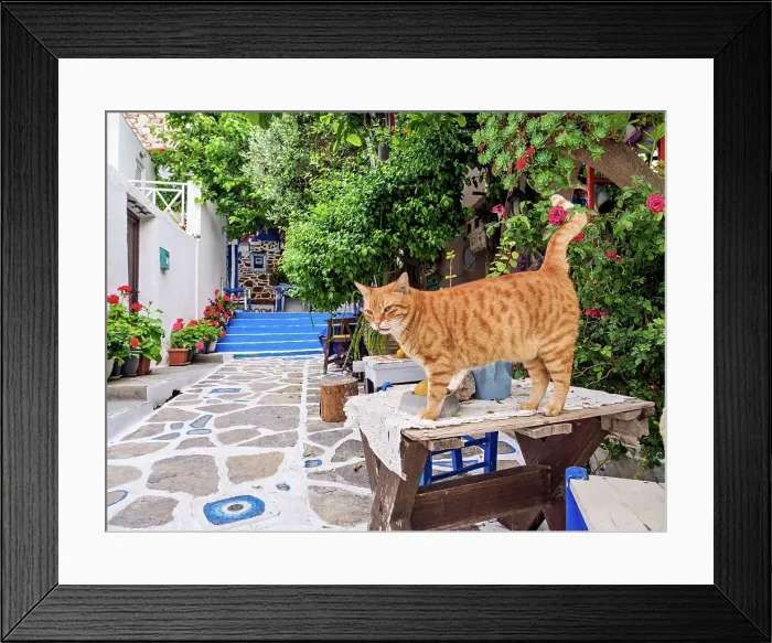 Framed Print : Cat at The Blue Street, Pythagoreio, Samos Island, North Aegean, Greece Framed Print : Cat at The Blue Street, Pythagoreio, Samos Island, North Aegean, Greece