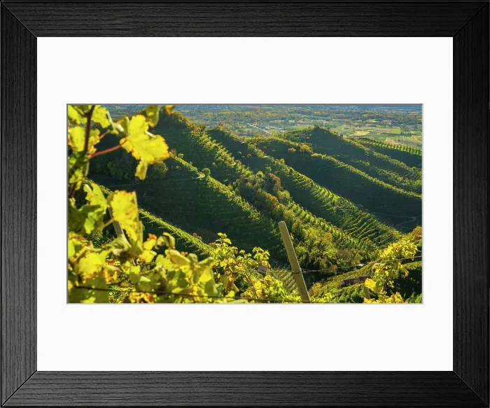 Framed Print : europe, Italy, Veneto. on a footpath in the Prosecco hills of Conegliano and Valdobbiadene in autumn Framed Print : europe, Italy, Veneto. on a footpath in the Prosecco hills of Conegliano and Valdobbiadene in autumn