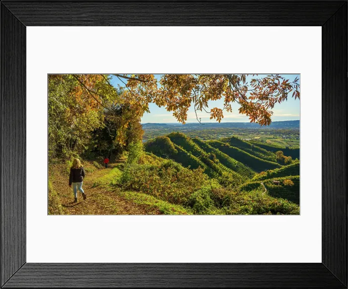 Framed Print : europe, Italy, Veneto. Walking in the Prosecco hills of Conegliano and Valdobbiadene in autumn