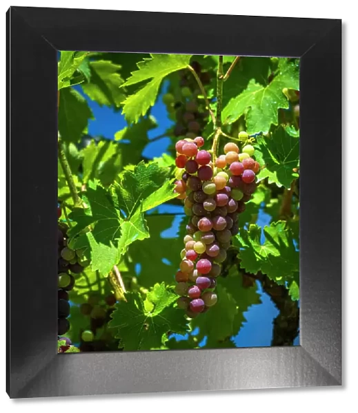 europe, Italy, Tuscany. Red grapes in the Lunigiana area in the moment of color change