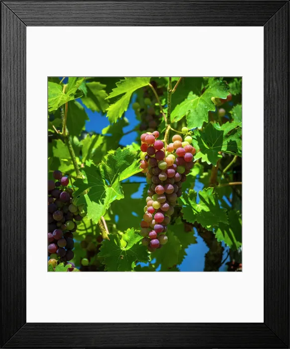 Framed Print : europe, Italy, Tuscany. Red grapes in the Lunigiana area in the moment of color change Framed Print : europe, Italy, Tuscany. Red grapes in the Lunigiana area in the moment of color change