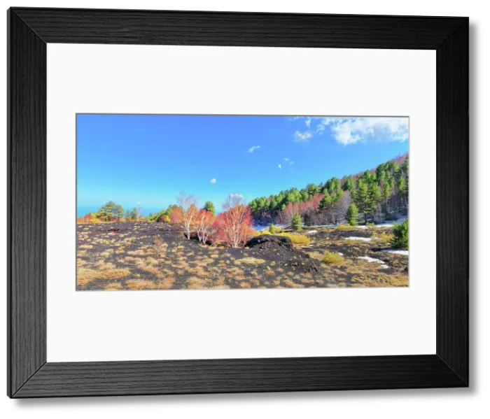 Framed Print : Birch trees (Betula aetnensis) sprouting and coming out of volcanic ground, Etna, Sicily, Italy Framed Print : Birch trees (Betula aetnensis) sprouting and coming out of volcanic ground, Etna, Sicily, Italy