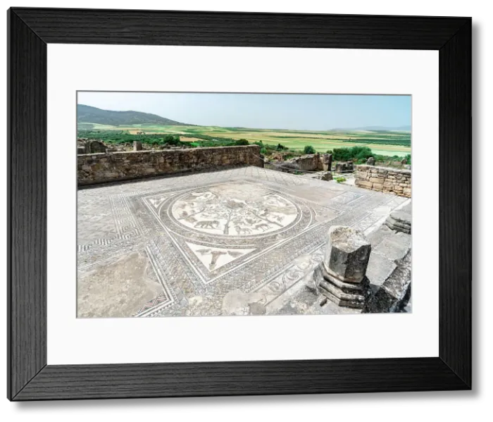 Framed Print : Ancient mosaic with african animals on floor of The House of Orpheus, Volubilis archeological site, Meknes, Morocco Framed Print : Ancient mosaic with african animals on floor of The House of Orpheus, Volubilis archeological site, Meknes, Morocco